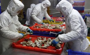 牡蛎分拣机助力中国牡蛎之乡-新京葡萄(科技)有限责任公司核心技术